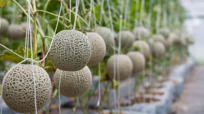 Budidaya Melon Semarang