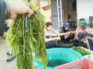budidaya ikan nila Unsoed