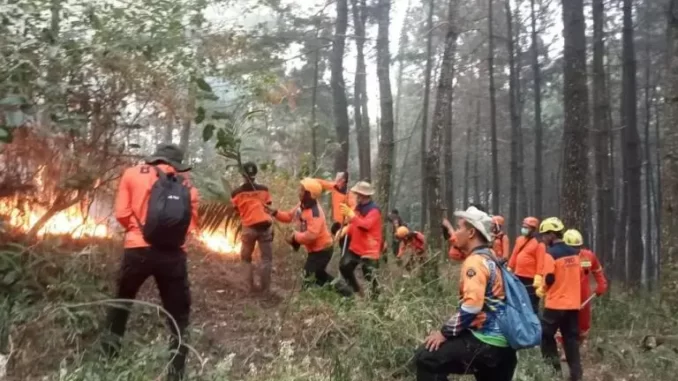 karhutla Gunung Lawu