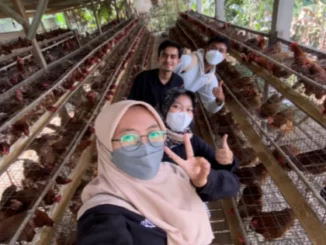 Ayam Petelur Desa Keteleng