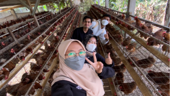 Ayam Petelur Desa Keteleng