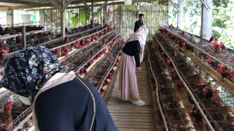Ayam Petelur Desa Keteleng