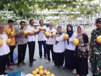 Budidaya Melon Premium
