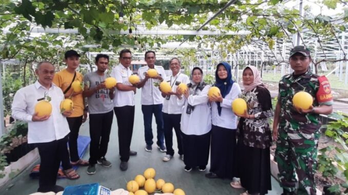 Budidaya Melon Premium