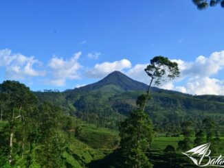 Perkebunan Teh Pagilaran di Desa Keteleng, Blado: Destinasi Wisata Agro Menarik di Jawa Tengah