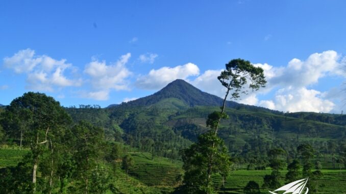 Perkebunan Teh Pagilaran di Desa Keteleng, Blado: Destinasi Wisata Agro Menarik di Jawa Tengah
