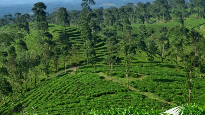 Perkebunan Teh Pagilaran di Desa Keteleng, Blado: Destinasi Wisata Agro Menarik di Jawa Tengah