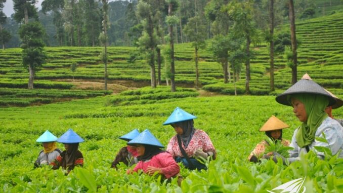 Perkebunan Teh Pagilaran di Desa Keteleng, Blado: Destinasi Wisata Agro Menarik di Jawa Tengah