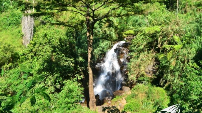 Perkebunan Teh Pagilaran di Desa Keteleng, Blado: Destinasi Wisata Agro Menarik di Jawa Tengah