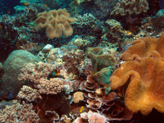 Terumbu Karang Indonesia