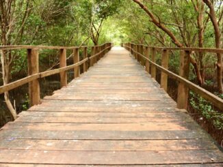 Hutan Mangrove Morosari Demak