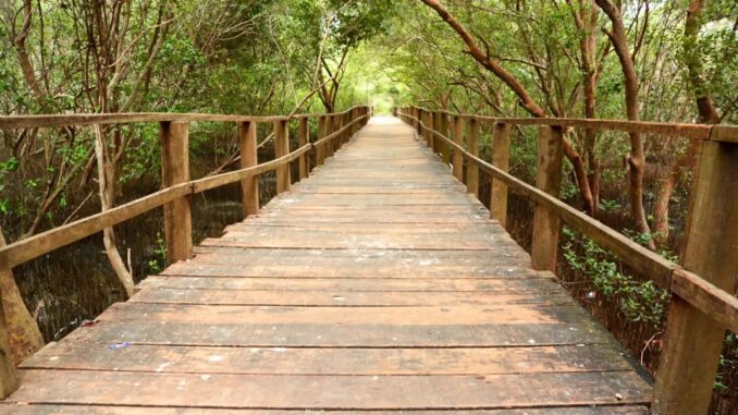Hutan Mangrove Morosari Demak