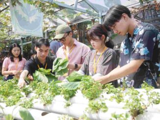 Summer Camp 2024: Kampung Sayur Bausasran Jogja Sambut Mahasiswa Cina dan Jepang