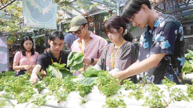 Kampung Sayur Bausasran Summer Camp 2024: Kampung Sayur Bausasran Jogja Sambut Mahasiswa Cina dan Jepang