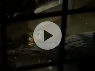 Viral Video Pria Mengaku Cucu Buaya di Makassar, Diterkam Saat Memberi Sesajen (Tangkapan Layar TikTok)