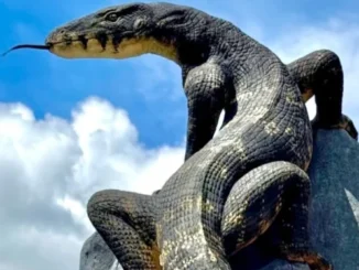 Tugu Biawak Wonosobo Resmi Dapat Hak Cipta usai Viral!