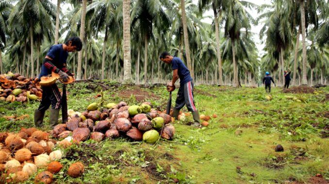 foto_kelapa_petani_2