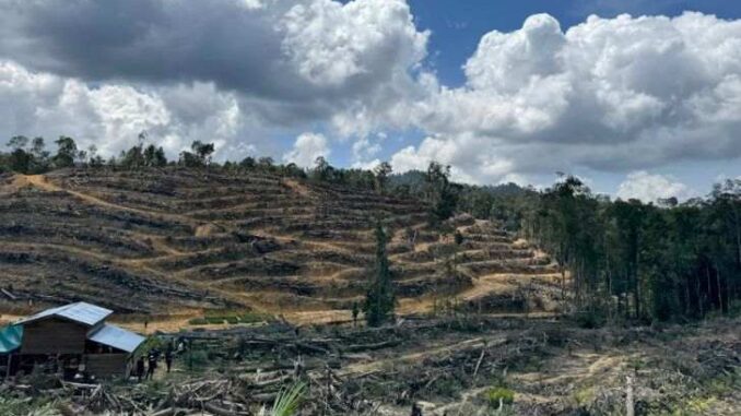 Puluhan-Hektar-Hutan-Lindung-Ditanami-Sawit-Usia-6-Bulan-2-Tahun