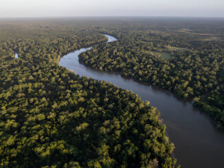 Amazon Forest