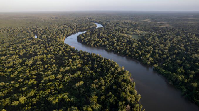 Amazon Forest