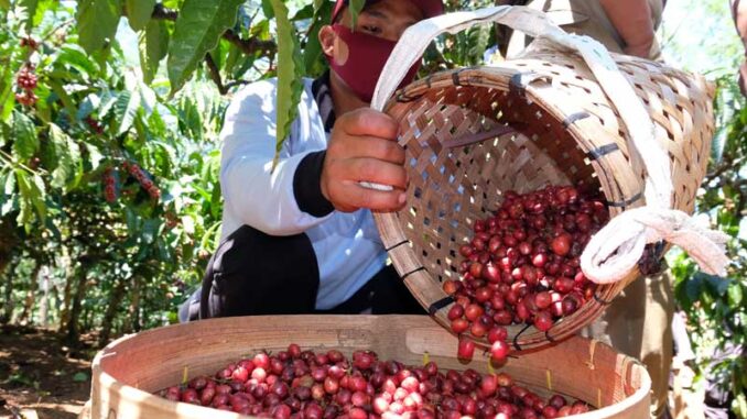 antarafoto-panen-perdana-kopi-robusta-temanggung-250820-aez-2