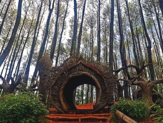 Hidden Gem Jogja murah, Hutan Pinus Pengger