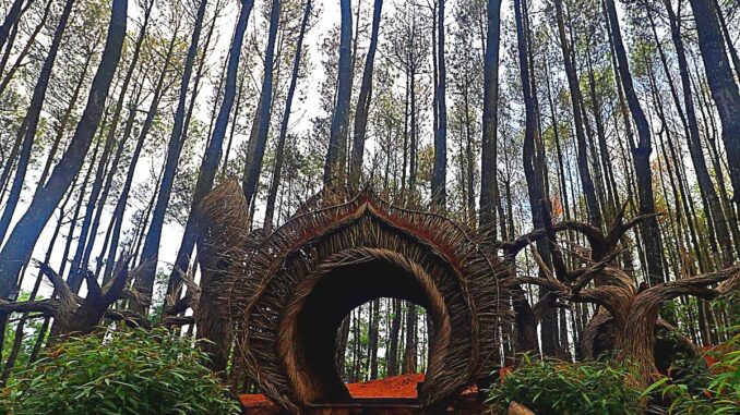 Hidden Gem Jogja murah, Hutan Pinus Pengger