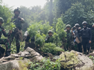 Ladang Ganja Tumbuh Subur dalam Hutan Rawan di Pegunungan Bintang
