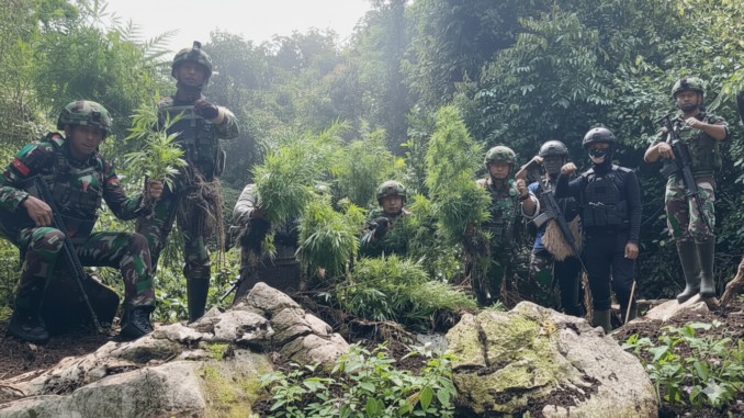 Ladang Ganja Tumbuh Subur dalam Hutan Rawan di Pegunungan Bintang Ladang Ganja Tumbuh Subur dalam Hutan Rawan di Pegunungan Bintang