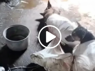 Viral Video Perdagangan Anjing di Bantul, Sultan Hamengku Buwono X Siapkan SK Larangan Daging Anjing di DIY