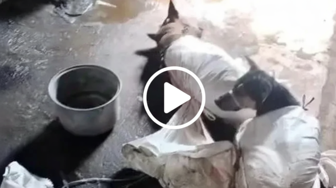 Viral Video Perdagangan Anjing di Bantul, Sultan Hamengku Buwono X Siapkan SK Larangan Daging Anjing di DIY