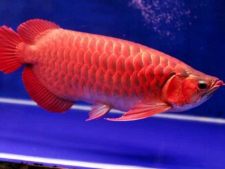 Arwana Super Red