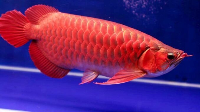 Arwana Super Red