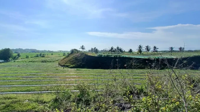 Di sepanjang pesisir selatan Jawa, dari Kebumen hingga Purworejo, terbentang benteng alami yang terbentuk ribuan tahun lalu. Punggungan pasir yang menjulang di balik garis pantai itu bukan sekadar tumpukan pasir biasa, melainkan dinding pelindung yang diciptakan alam untuk menahan terjangan tsunami.