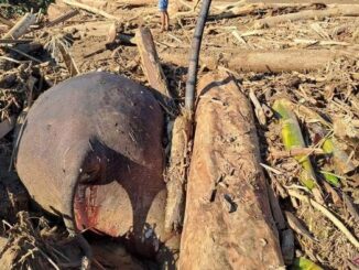 Bangkai gajah ditemukan di antara gelondongan kayu di salah satu desa di Pidie Jaya.