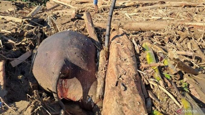 Bangkai gajah ditemukan di antara gelondongan kayu di salah satu desa di Pidie Jaya.