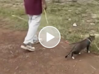 Viral Video Kucing Ditendang di Blora