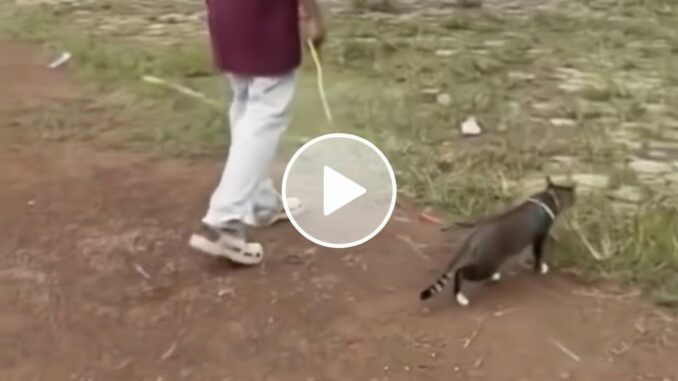 Viral Video Kucing Ditendang di Blora