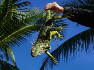 Iguana Berjatuhan dari Pohon di Florida Saat Suhu Dingin, Ini Penjelasan Ilmiahnya