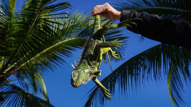 Iguana Berjatuhan dari Pohon di Florida Saat Suhu Dingin, Ini Penjelasan Ilmiahnya
