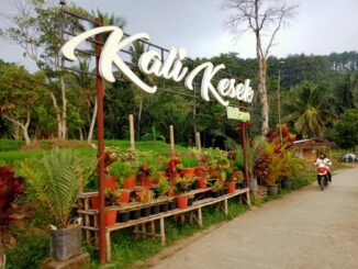 Menjelang Lebaran 2026, Desa Sriwulan Kendal membagikan THR Rp 1 juta per KK dari pendapatan wisata alam Kalikesek yang tembus Rp 1,4 miliar pada 2025.