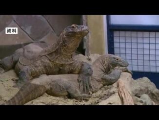 Komodo Indonesia segera hadir di iZoo Shizuoka lewat program breeding loan, memperkuat diplomasi hijau dan konservasi satwa liar antara Indonesia dan Jepang.