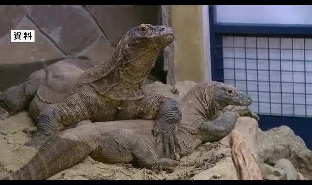 Komodo Indonesia segera hadir di iZoo Shizuoka lewat program breeding loan, memperkuat diplomasi hijau dan konservasi satwa liar antara Indonesia dan Jepang.