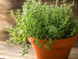 Daun thyme Indonesia diminati Jepang hingga Italia. Simak manfaat kesehatan, data ekspor terbaru, dan potensi besar komoditas herbal ini.