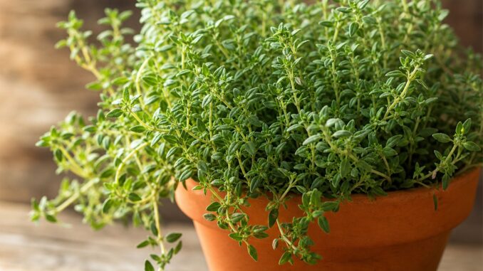 Daun thyme Indonesia diminati Jepang hingga Italia. Simak manfaat kesehatan, data ekspor terbaru, dan potensi besar komoditas herbal ini.