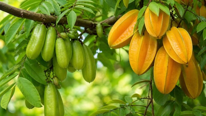 Ekspor daun belimbing Indonesia melonjak lebih dari 1.000% pada 2024, didorong permintaan Republik Dominika dan tren herbal global. Ekspor daun belimbing Indonesia melonjak lebih dari 1.000% pada 2024, didorong permintaan Republik Dominika dan tren herbal global.