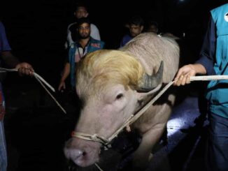 Kerbau albino berjuluk “Donald Trump” viral di Bangladesh akhirnya diselamatkan dari kurban Idul Adha karena perhatian publik dan alasan keamanan.