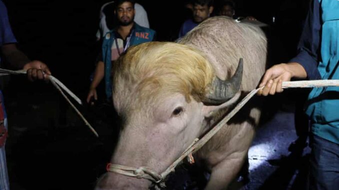 Kerbau albino berjuluk “Donald Trump” viral di Bangladesh akhirnya diselamatkan dari kurban Idul Adha karena perhatian publik dan alasan keamanan.