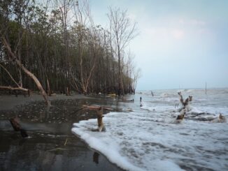 Pemprov Jawa Tengah tanam 92.290 mangrove di 16 daerah pesisir. Gubernur Ahmad Luthfi dorong Gerakan Mageri Segoro untuk cegah abrasi dan rob.