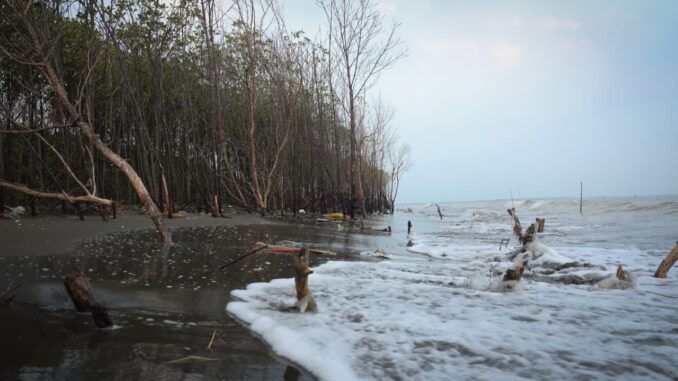Pemprov Jawa Tengah tanam 92.290 mangrove di 16 daerah pesisir. Gubernur Ahmad Luthfi dorong Gerakan Mageri Segoro untuk cegah abrasi dan rob.